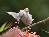 Hummingbirds 004